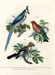 Purpur-Racke, 1864